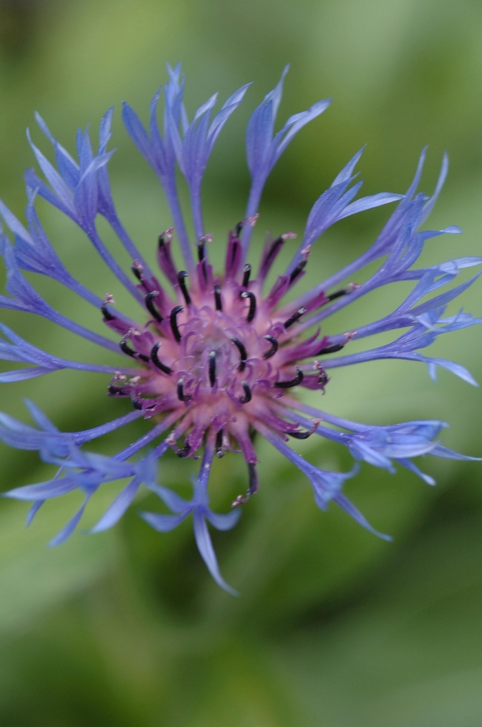 Bachelor's Button - Centaurea montana (Bachelor's Button) from Milmont Greenhouses Bachelor's Button - Centaurea montana (Bachelor's Button) from Milmont Greenhouses