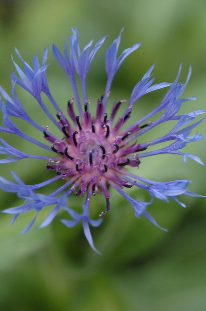 Bachelor's Button - Centaurea montana (Bachelor's Button) from Milmont Greenhouses