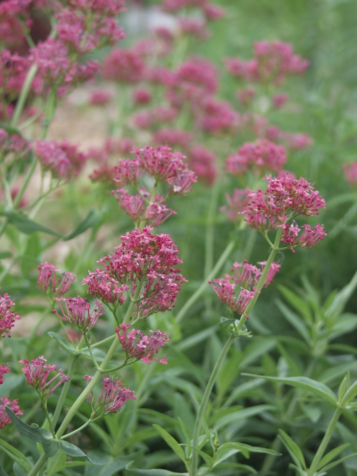 Red Valerian - Centranthus ruber (Red Valerian) from Milmont Greenhouses Red Valerian - Centranthus ruber (Red Valerian) from Milmont Greenhouses