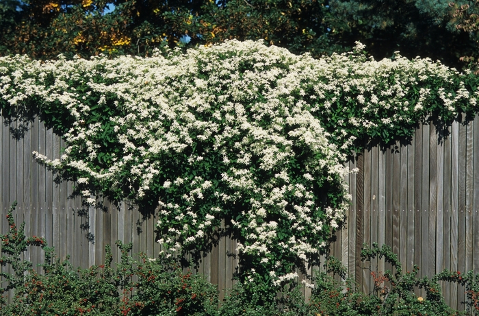Sweet Autumn Clematis - Clematis paniculata from Milmont Greenhouses Sweet Autumn Clematis - Clematis paniculata from Milmont Greenhouses
