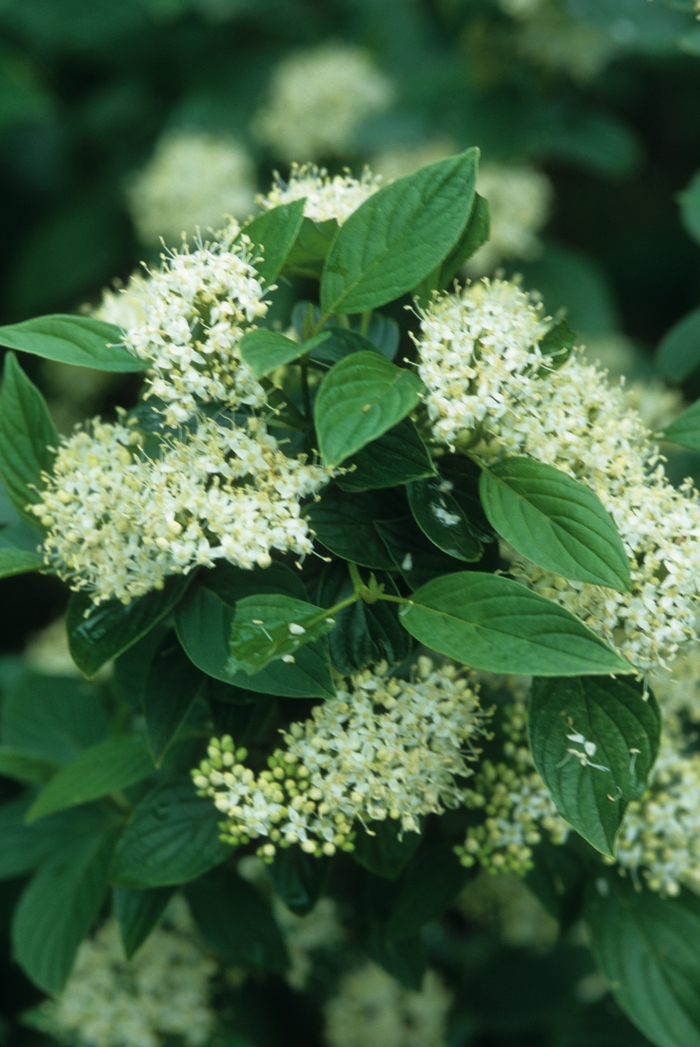 'Flaviramea' Yellow Twig Dogwood - Cornus sericea from Milmont Greenhouses