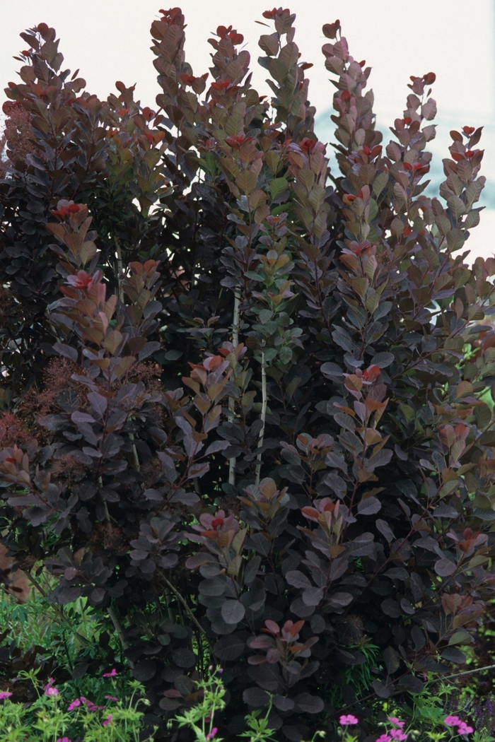 'Royal Purple' Smokebush - Cotinus coggygria from Milmont Greenhouses