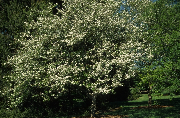 'Winter King' Hawthorn - Crataegus viridis from Milmont Greenhouses