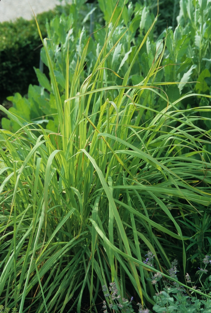 Lemon Grass - Cymbopogon citratus from Milmont Greenhouses