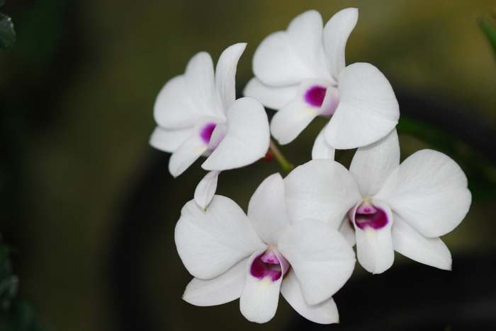 'Compactum' Orchid - Dendrobium bigibbum from Milmont Greenhouses