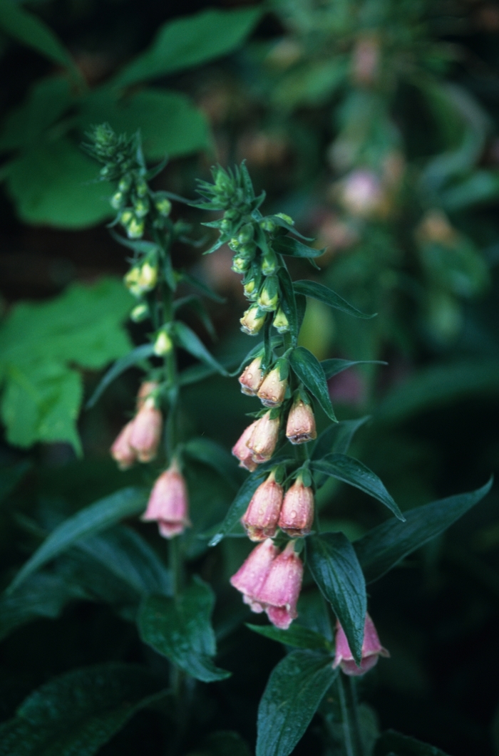 Strawberry Foxglove - Digitalis x mertonensis from Milmont Greenhouses