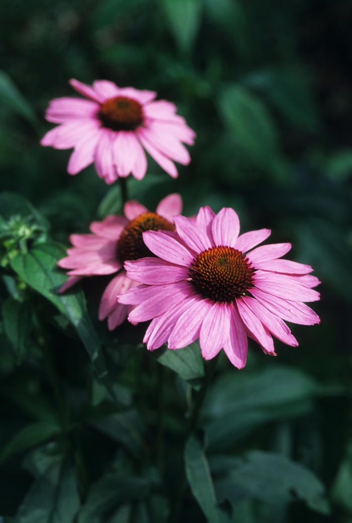Bravado Purple Coneflower - Echinacea purpurea 'Bravado' (Purple Coneflower) from Milmont Greenhouses Bravado Purple Coneflower - Echinacea purpurea 'Bravado' (Purple Coneflower) from Milmont Greenhouses