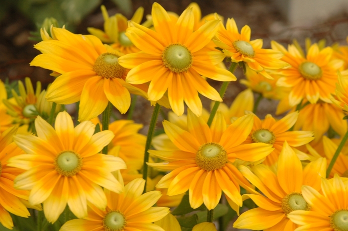 Prairie Sun Black-eyed Susan - Rudbeckia hirta 'Prairie Sun' (Black-eyed Susan) from Milmont Greenhouses Prairie Sun Black-eyed Susan - Rudbeckia hirta 'Prairie Sun' (Black-eyed Susan) from Milmont Greenhouses