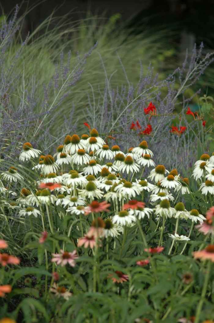 White Swan Coneflower - Echinacea purpurea 'White Swan' (Coneflower) from Milmont Greenhouses White Swan Coneflower - Echinacea purpurea 'White Swan' (Coneflower) from Milmont Greenhouses