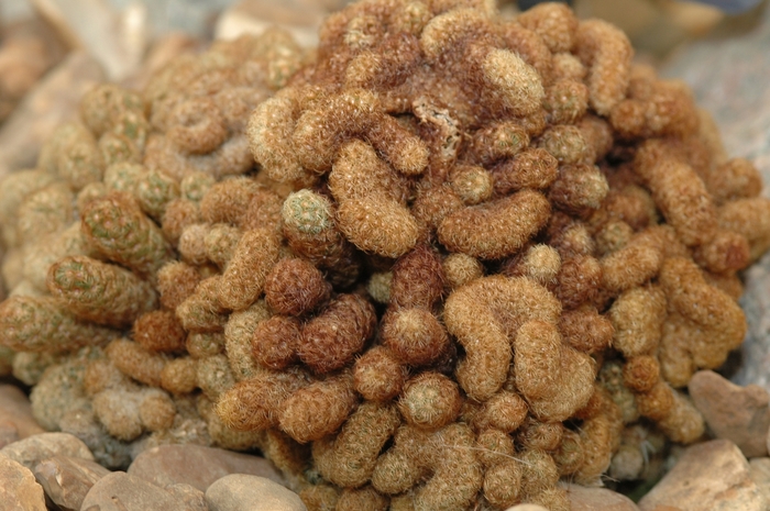 Brain Cactus - Echinofossulocactus vaupelianus (Brain Cactus) from Milmont Greenhouses