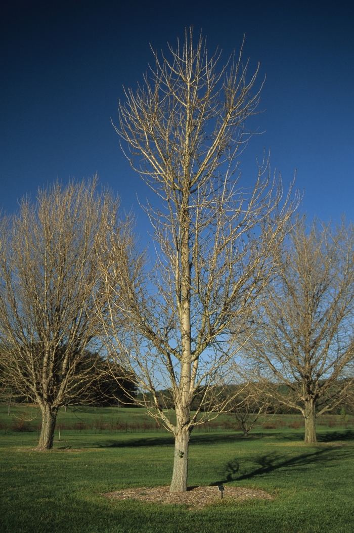 'Princeton Sentry' Maidenhair Tree - Ginkgo biloba from Milmont Greenhouses
