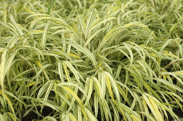 Aureola Hakon grass - Hakonechloa macra 'Aureola' (Hakon grass) from Milmont Greenhouses