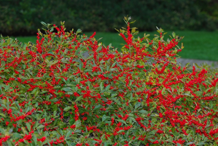 'Red Sprite' Winterberry - Ilex verticillata from Milmont Greenhouses