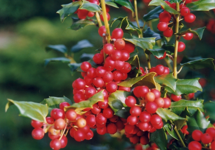 'China Girl®' Holly - Ilex x meserveae from Milmont Greenhouses 'China Girl®' Holly - Ilex x meserveae from Milmont Greenhouses
