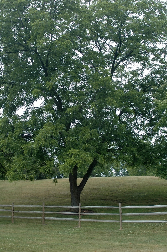 Eastern Black Walnut - Juglans nigra from Milmont Greenhouses