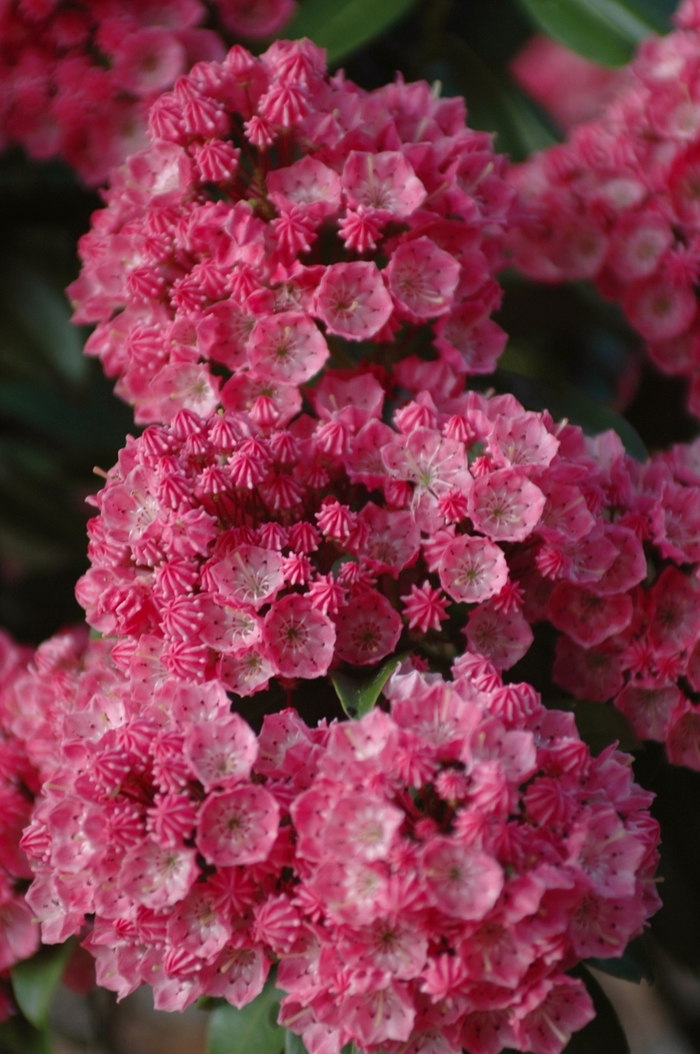 'Sarah' Sarah Mountain-laurel - Kalmia latifolia from Milmont Greenhouses