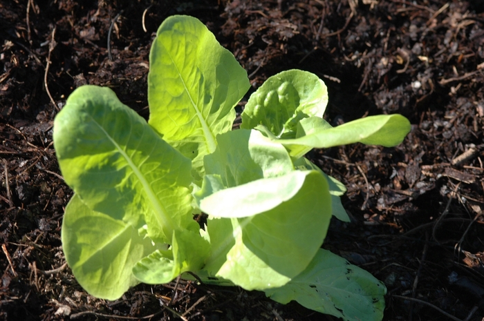 'Buttercrunch' Lettuce - Lactuca sativa from Milmont Greenhouses