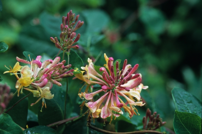'Goldflame (American Beauty)' Honeysuckle - Lonicera x heckrottii from Milmont Greenhouses