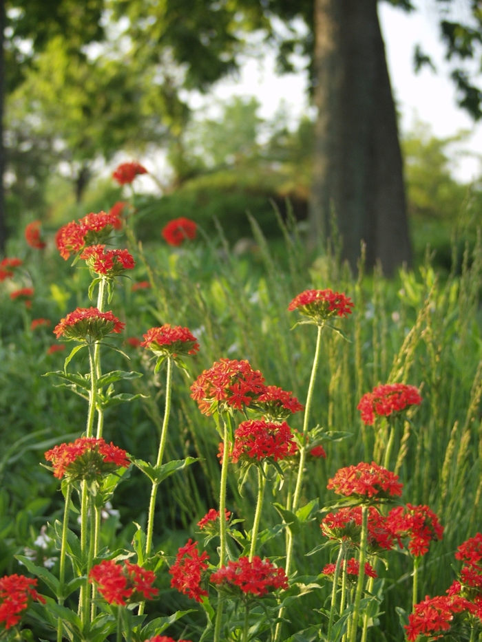 Maltese Cross - Lychnis chalcedonica (Maltese Cross) from Milmont Greenhouses Maltese Cross - Lychnis chalcedonica (Maltese Cross) from Milmont Greenhouses