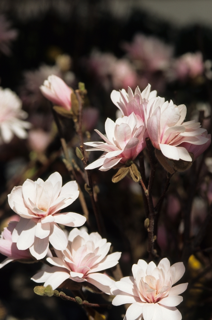 'Leonard Messel' - Magnolia x loebneri from Milmont Greenhouses