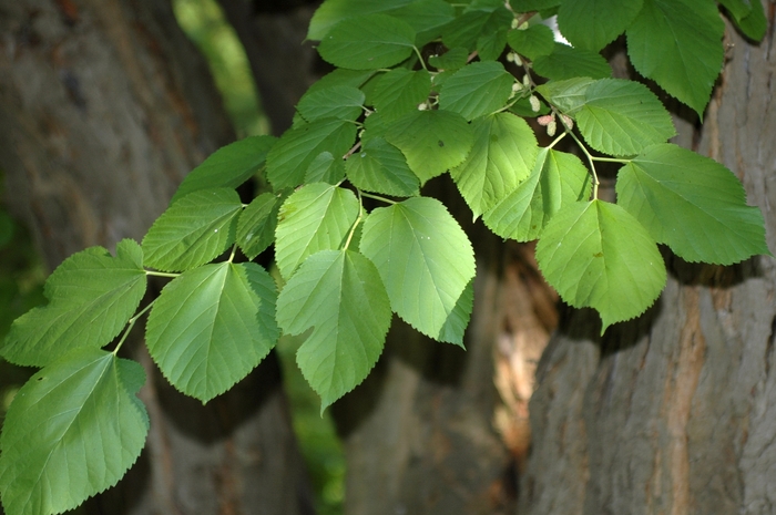 Red Mulberry - Morus rubra from Milmont Greenhouses Red Mulberry - Morus rubra from Milmont Greenhouses