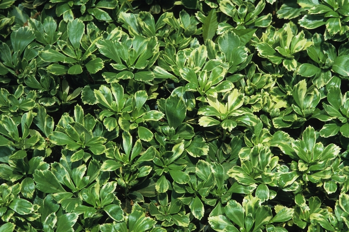 'Silver Edge' - Pachysandra terminalis from Milmont Greenhouses