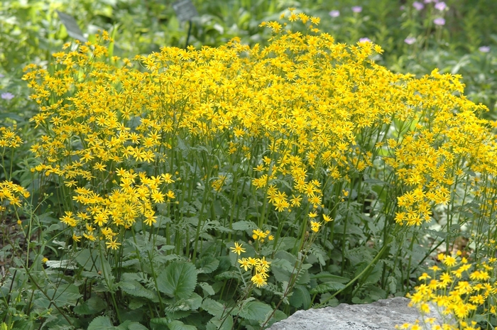 Golden Ragwort - Packera aurea from Milmont Greenhouses Golden Ragwort - Packera aurea from Milmont Greenhouses