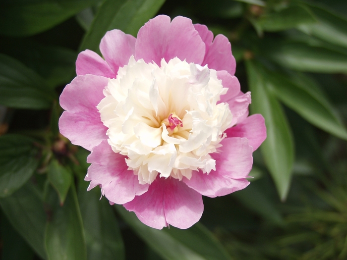 'Sorbet' Peony - Paeonia lactiflora from Milmont Greenhouses