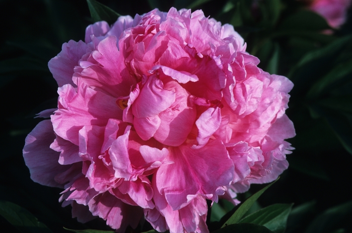 'Dr. Alex Fleming' Peony - Paeonia lactiflora from Milmont Greenhouses