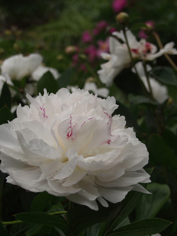'Festiva Maxima' Peony - Paeonia lactiflora from Milmont Greenhouses