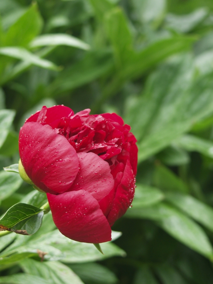 'Red Charm' Peony - Paeonia from Milmont Greenhouses