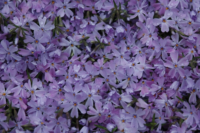 Emerald Blue Creeping Phlox - Phlox subulata 'Emerald Blue' (Creeping Phlox) from Milmont Greenhouses Emerald Blue Creeping Phlox - Phlox subulata 'Emerald Blue' (Creeping Phlox) from Milmont Greenhouses