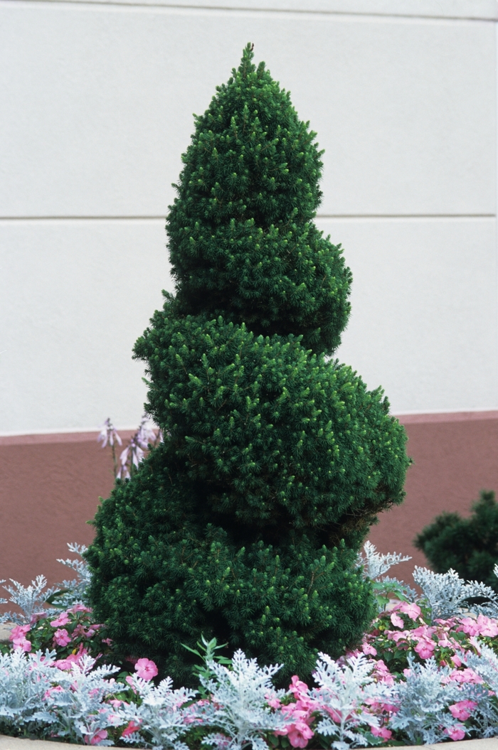 'Conica' White Spruce - Picea glauca from Milmont Greenhouses