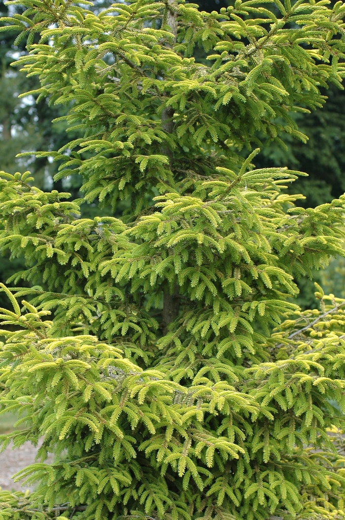 'Skylands' Caucasian Spruce - Picea orientalis from Milmont Greenhouses 'Skylands' Caucasian Spruce - Picea orientalis from Milmont Greenhouses