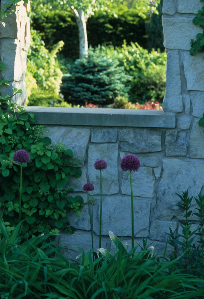 'Glauca Globosa' Dwarf Globe Blue Spruce - Picea pungens from Milmont Greenhouses