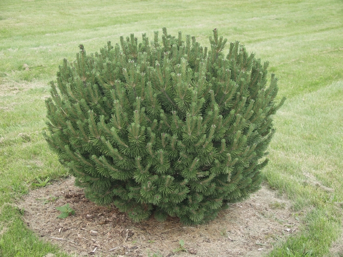 'Sherwood Compact' Compact Mugo Pine - Pinus mugo from Milmont Greenhouses