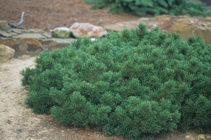 Dwarf Mountain Pine - Pinus mugo var. pumilio from Milmont Greenhouses