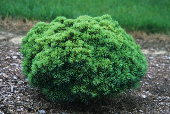 'Sea Urchin' Dwarf White Pine - Pinus strobus from Milmont Greenhouses
