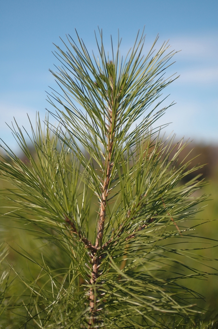 Loblolly Pine - Pinus taeda from Milmont Greenhouses Loblolly Pine - Pinus taeda from Milmont Greenhouses