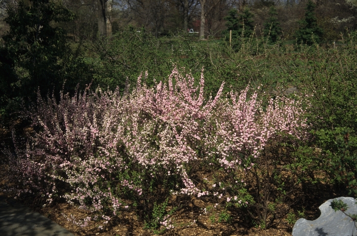 'Rosea Plena' Pink Flowering Almond - Prunus glandulosa from Milmont Greenhouses