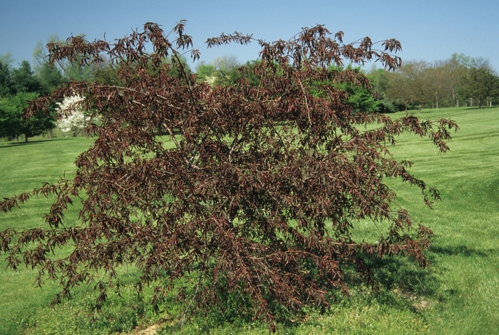 Pink Cascade&reg; Cherry - Prunus from Milmont Greenhouses