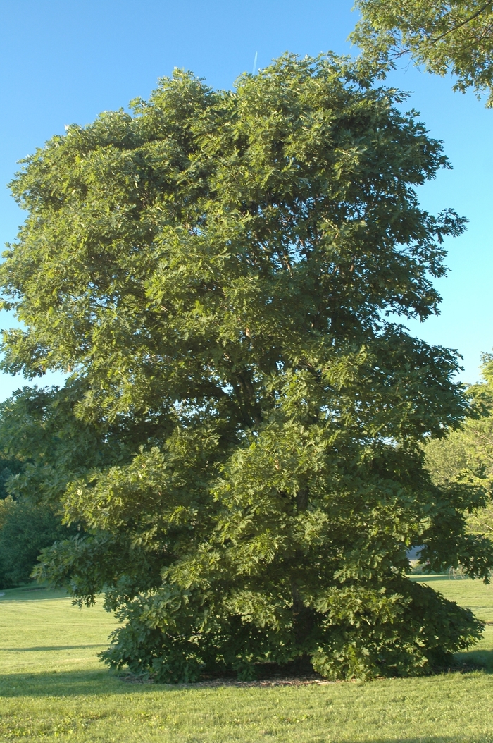 White Oak - Quercus alba from Milmont Greenhouses