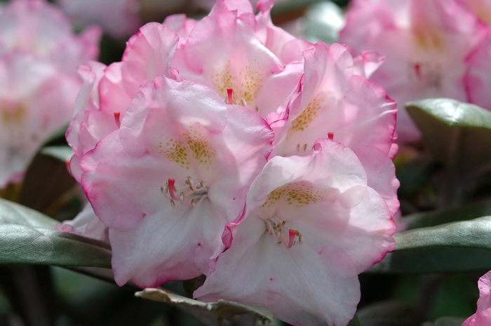 'Ken Janeck' - Rhododendron yakushimanum from Milmont Greenhouses
