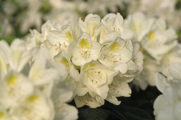 'Chionoides' - Rhododendron from Milmont Greenhouses