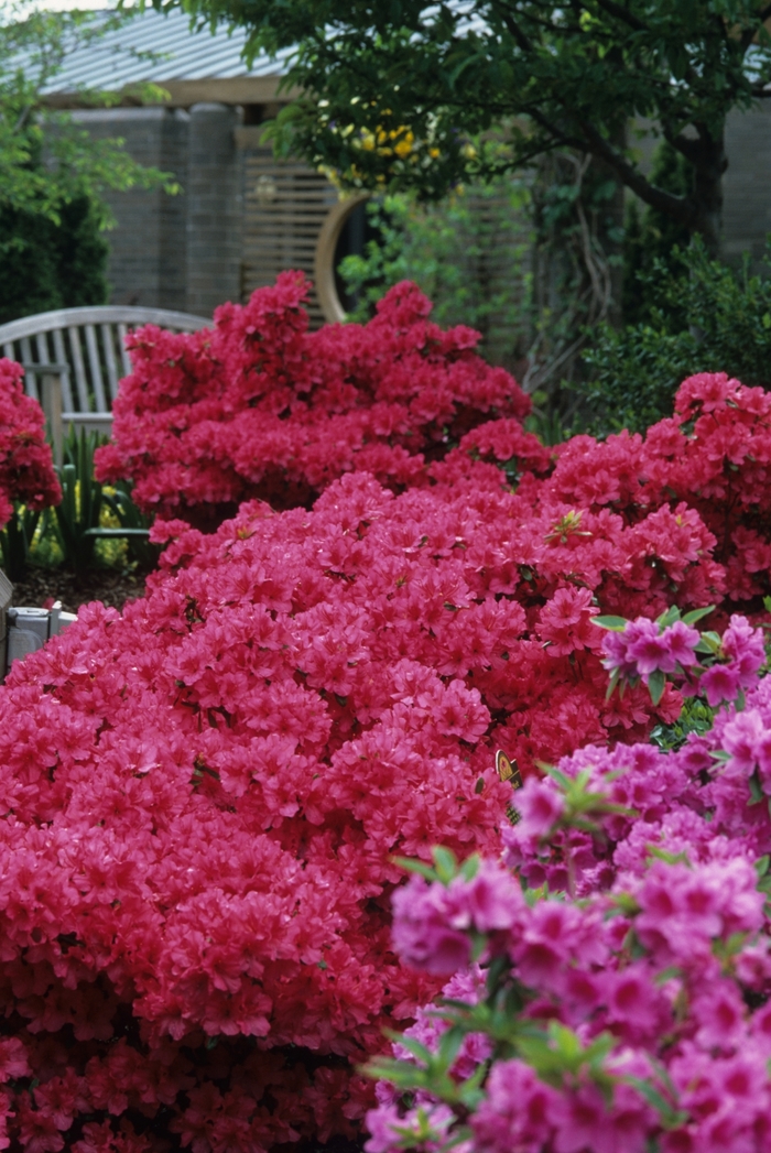 'Girard's Rose' Azalea - Rhododendron Girard hybrid from Milmont Greenhouses