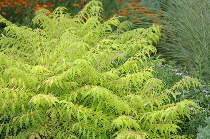 'Tiger Eyes®' Cutleaf Staghorn Sumac - Rhus typhina from Milmont Greenhouses 'Tiger Eyes®' Cutleaf Staghorn Sumac - Rhus typhina from Milmont Greenhouses