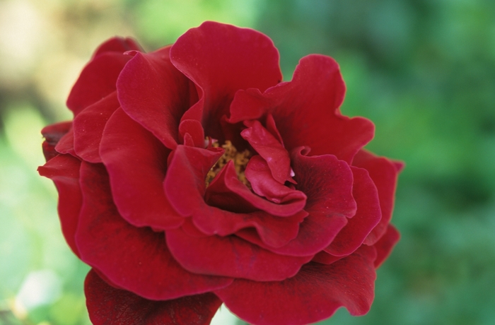 'Don Juan' Rose - Rosa from Milmont Greenhouses