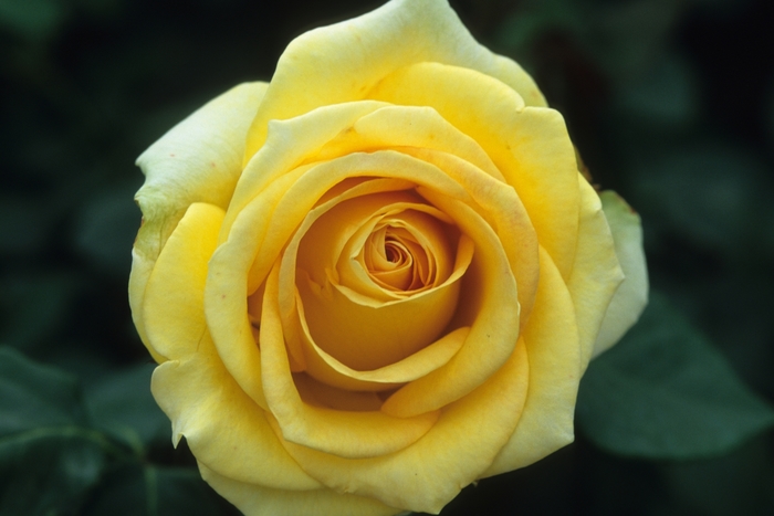 'St. Patrick' Rose - Rosa from Milmont Greenhouses