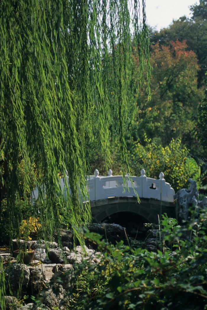 Weeping Willow - Salix babylonica from Milmont Greenhouses