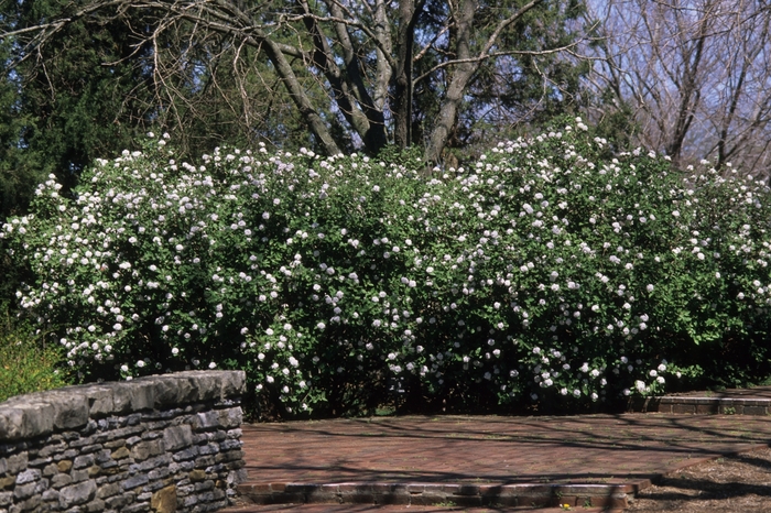 'Compactum' Koreanspice Viburnum - Viburnum carlesii from Milmont Greenhouses 'Compactum' Koreanspice Viburnum - Viburnum carlesii from Milmont Greenhouses